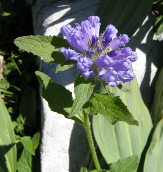 Campanula foliosa / Campanula meridionale